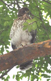 Fledgling